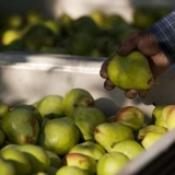 Kada ukloniti kruške sa drveta?